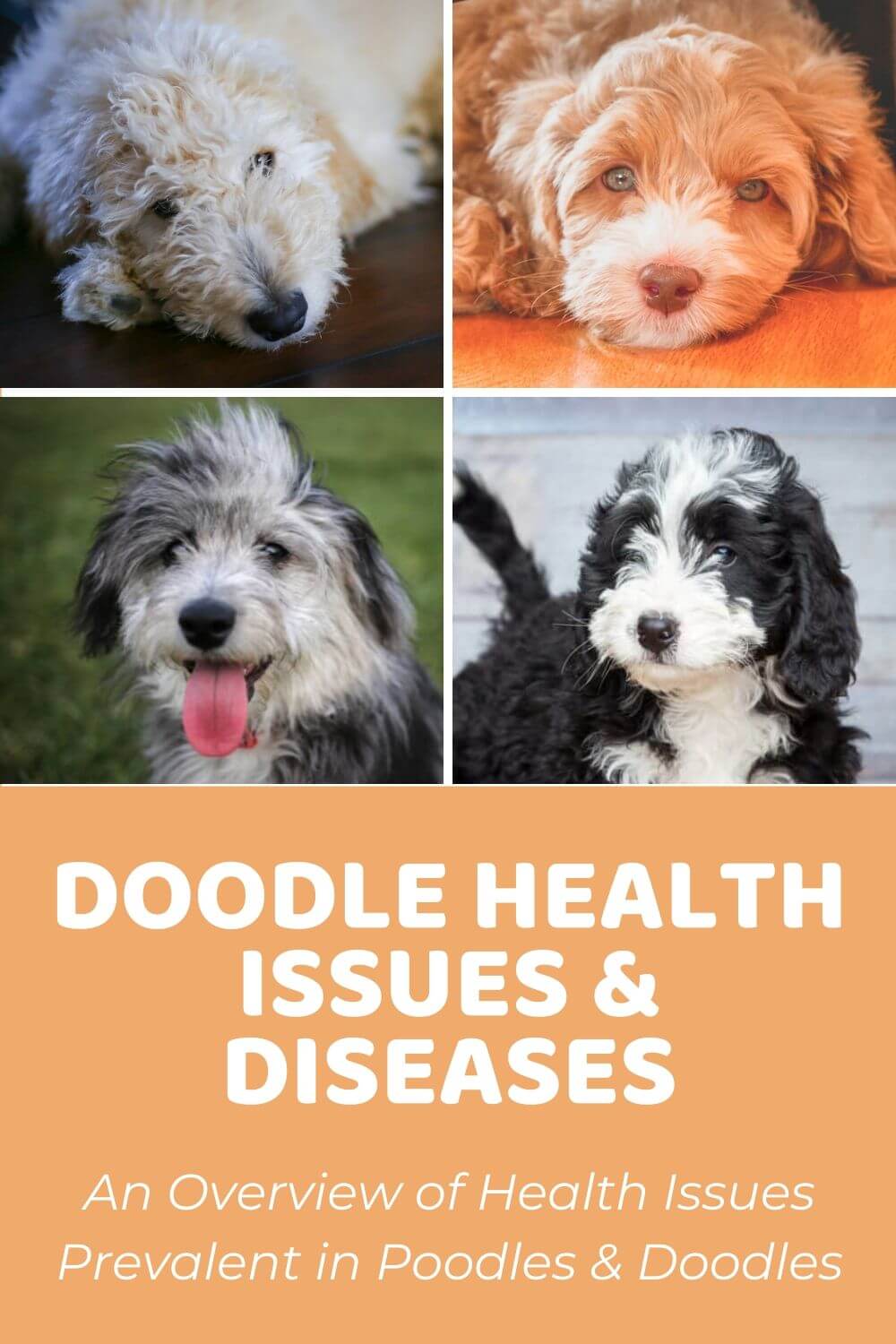 do mini goldendoodles have health problems