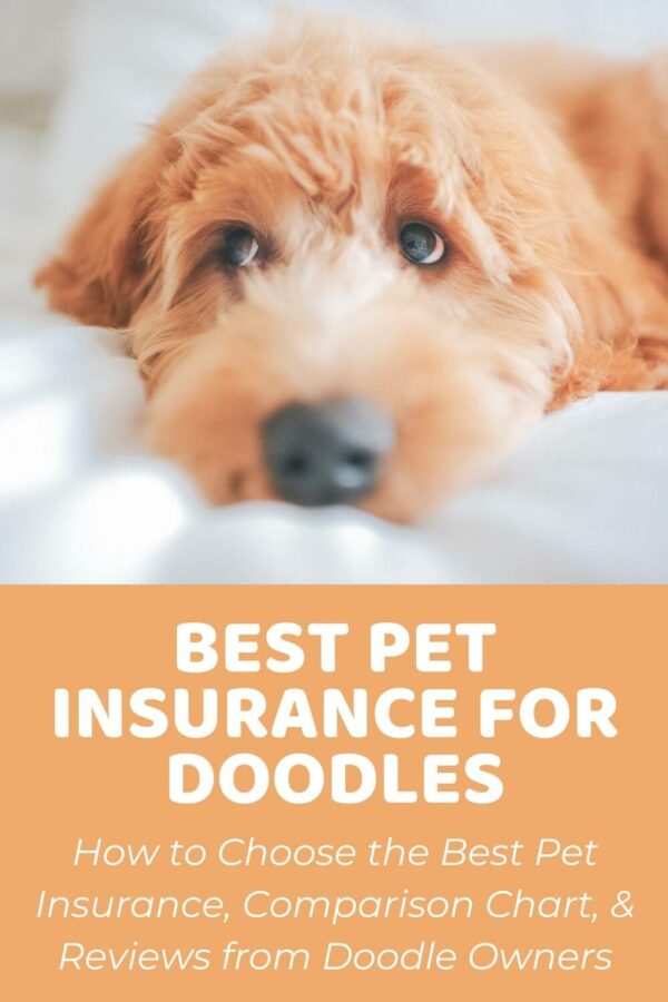 Best Pet Insurance Comparison Chart + Guide to Pet Insurance [2022]