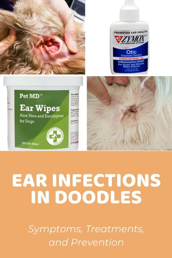 Dog Ear Infection in Doodles - Symptoms, Treatments, and Prevention