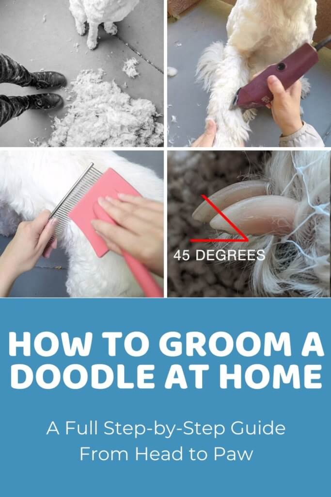 Doodle Grooming at Home: Step-by-Step Guide!