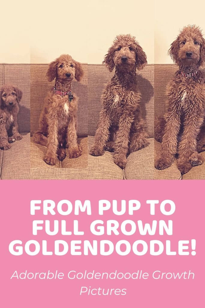 Adorable Goldendoodle Growth Pictures