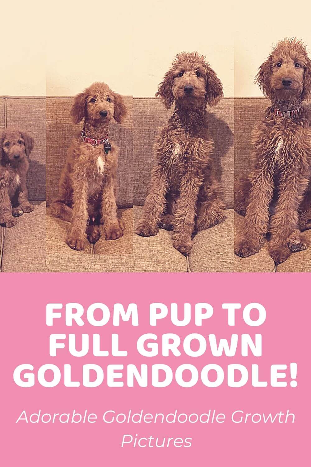 Adorable Goldendoodle Growth Pictures