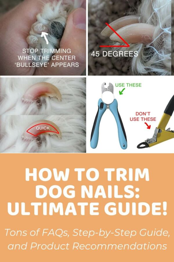 How to Trim Dog Nails Ultimate Guide: Special Considerations for Doodles