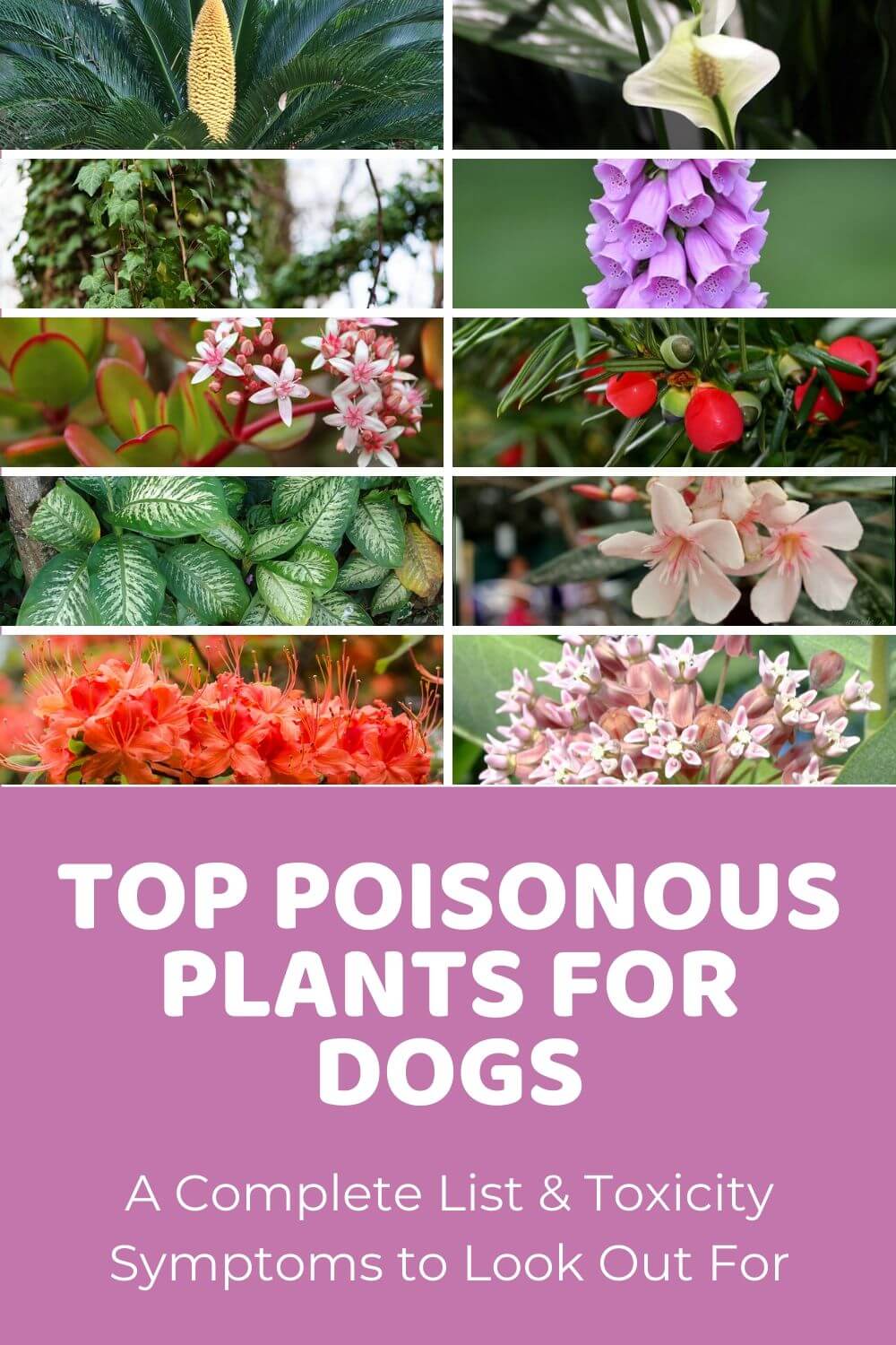 List of Safe and Poisonous Plants for Dogs