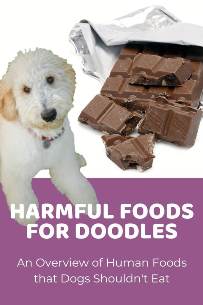What Can Dogs NOT Eat_ An Overview of Harmful Foods for Doodles