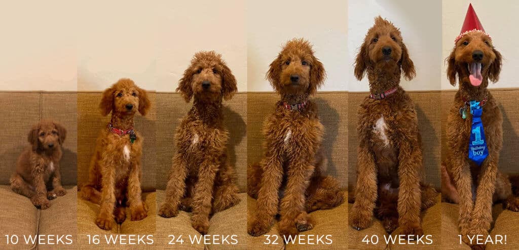 goldendoodle growth pictures, full grown goldendoodle