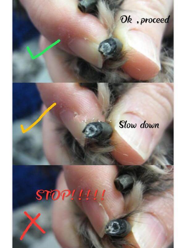 how to trim dog nails black dog nails
