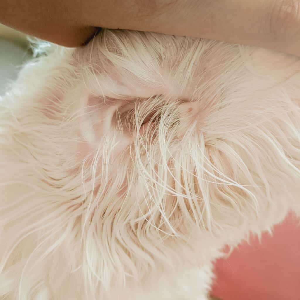 doodle dog ear hair
