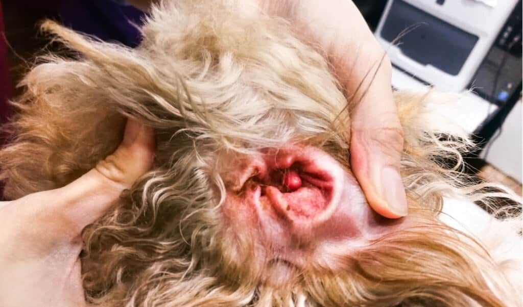dog ear infection pictures