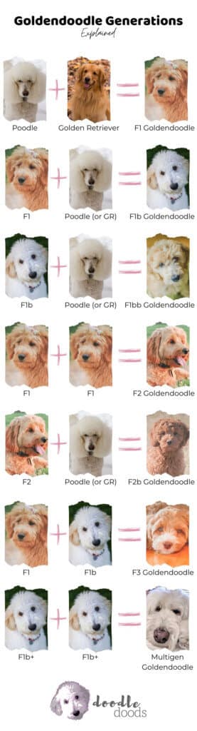 goldendoodle generations chart