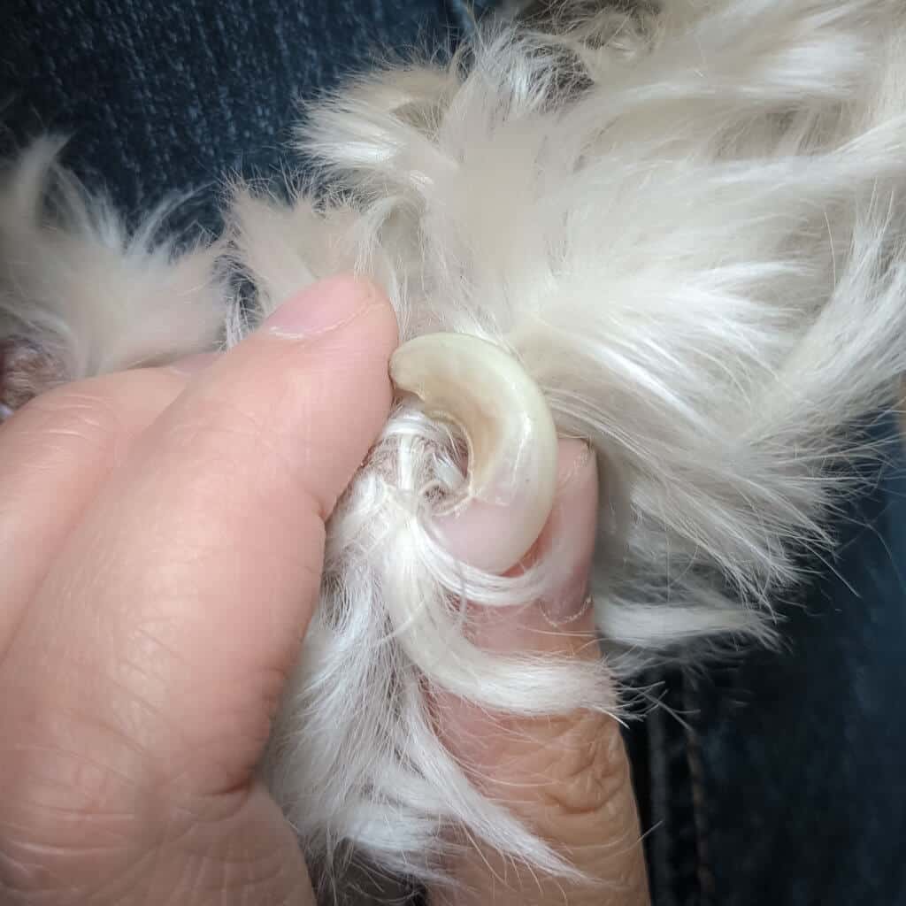 how to trim dog nails, dog dew claw curling