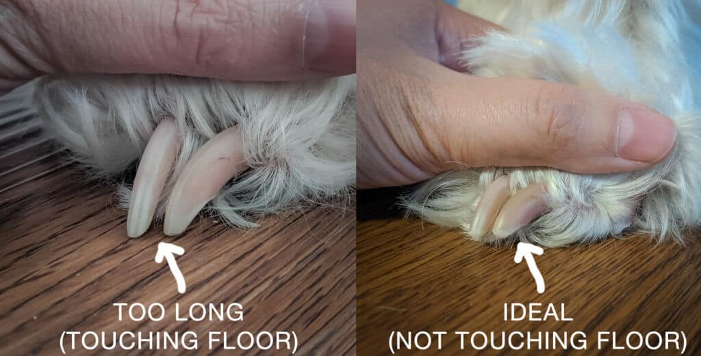 how to trim dog nails - too long vs ideal length