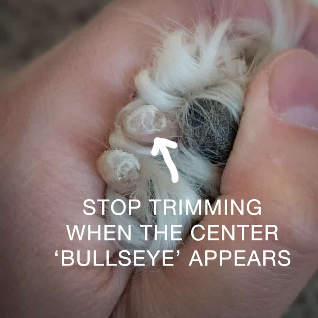 How to Trim Dog Nails Ultimate Guide: Special Considerations for Doodles -  Doodle Doods