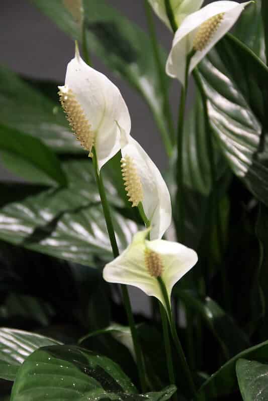 poisonous plants for dogs - peace lily