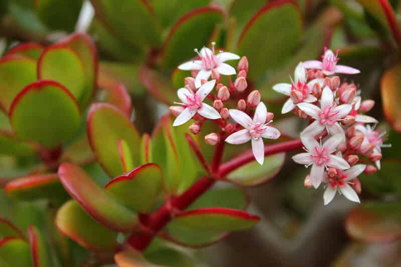 poisonous plants for dogs - jade plant