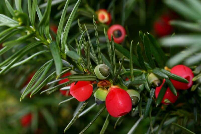 poisonous plants for dogs - yew