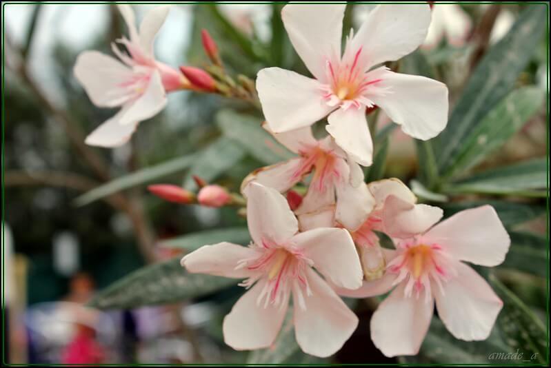 poisonous plants for dogs - oleander