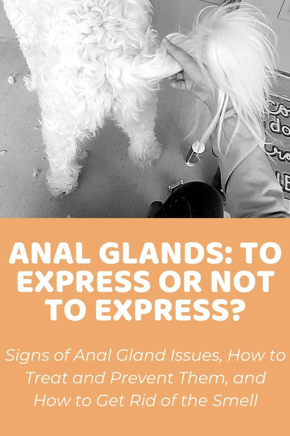 Anal Glands_ Are They Supposed to be Expressed Regularly_