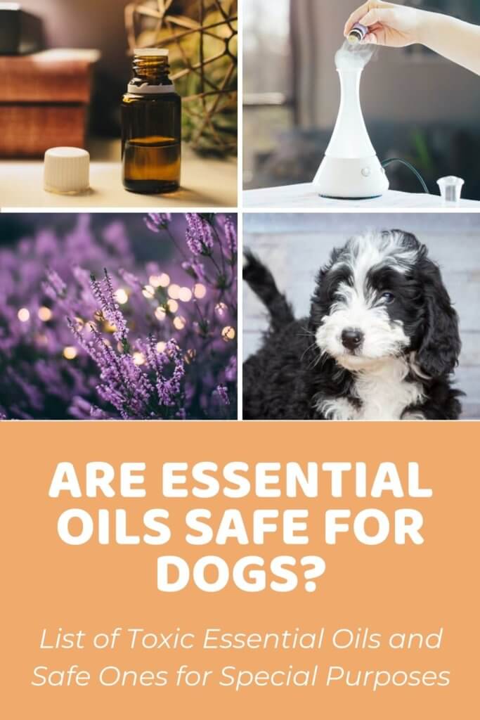 Are Essential Oils Safe for Dogs? Safe and Toxic EO List