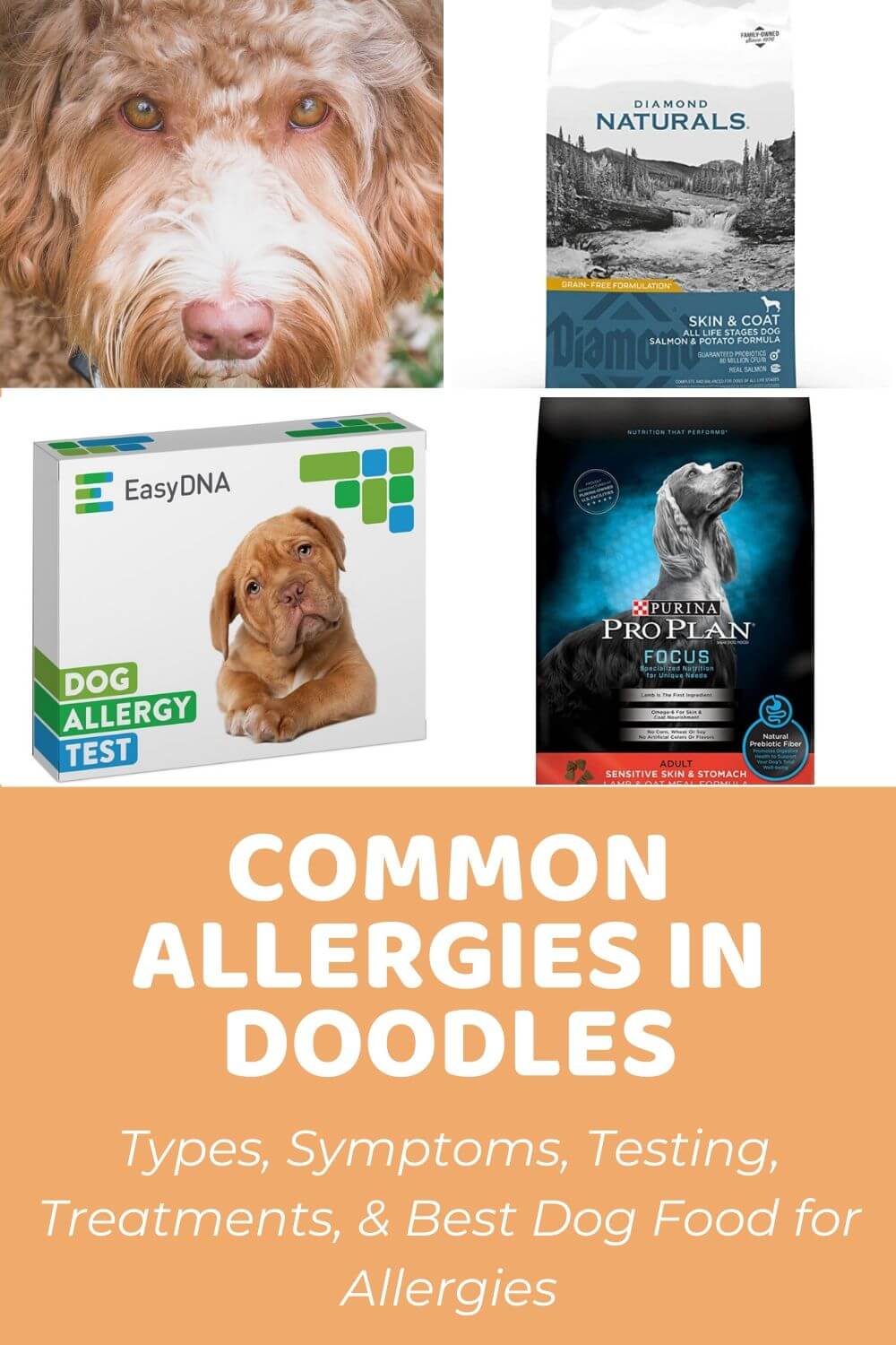 what are the most common allergies in dogs