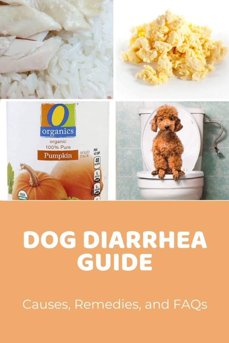 Dog Diarrhea Causes, Remedies, and FAQs Doodle Doods