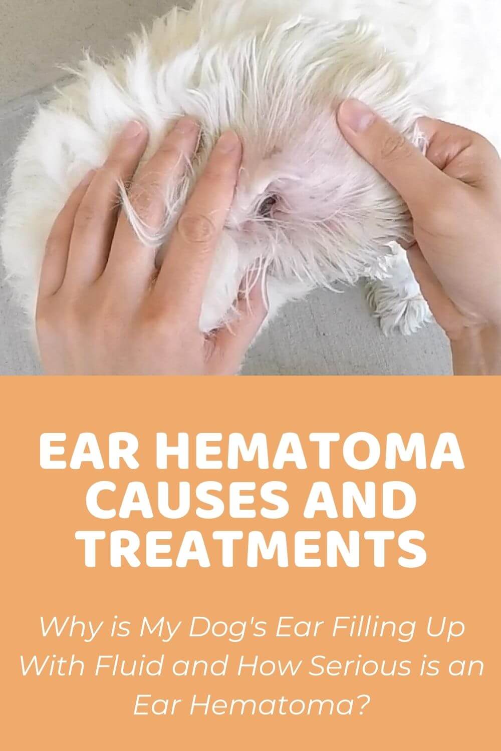 Dog Ear Hematoma Causes and Treatments