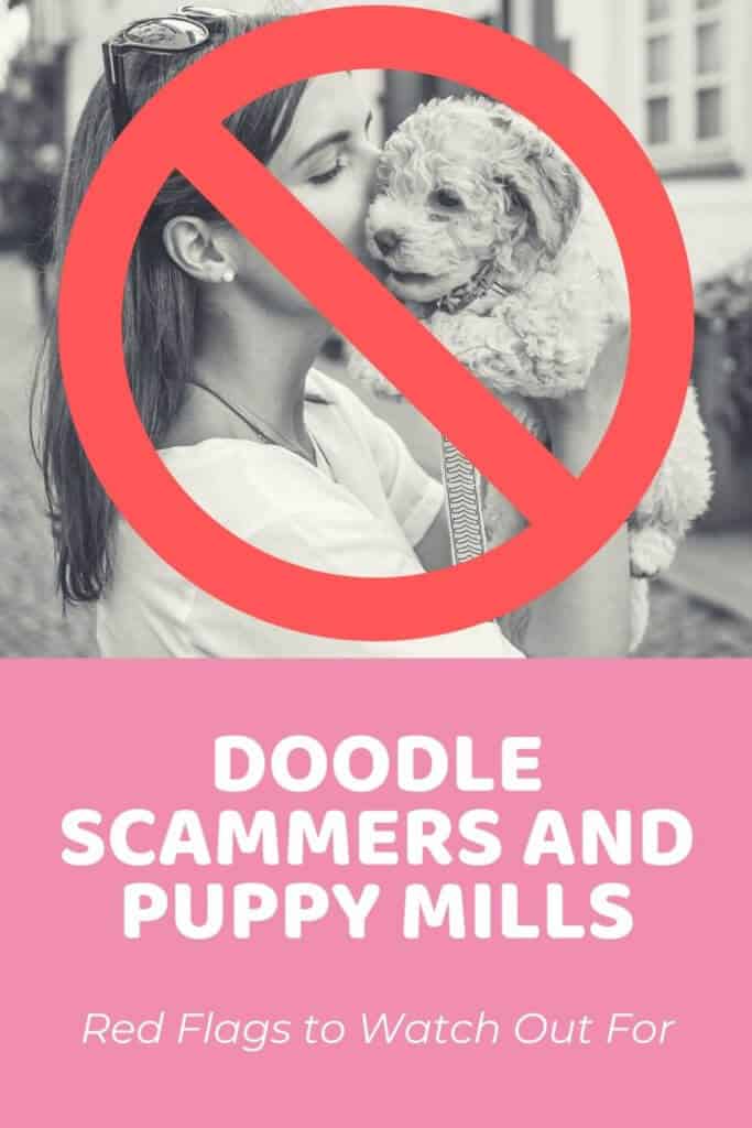 Doodle Scammers and Puppy Mills - Red Flags to Watch Out For