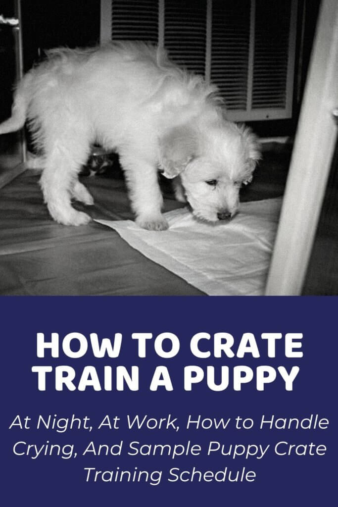 How to Crate Train a Puppy and Puppy Crate Training Schedule