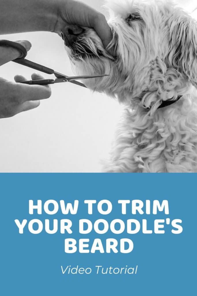 How to Trim Your Doodle's Beard