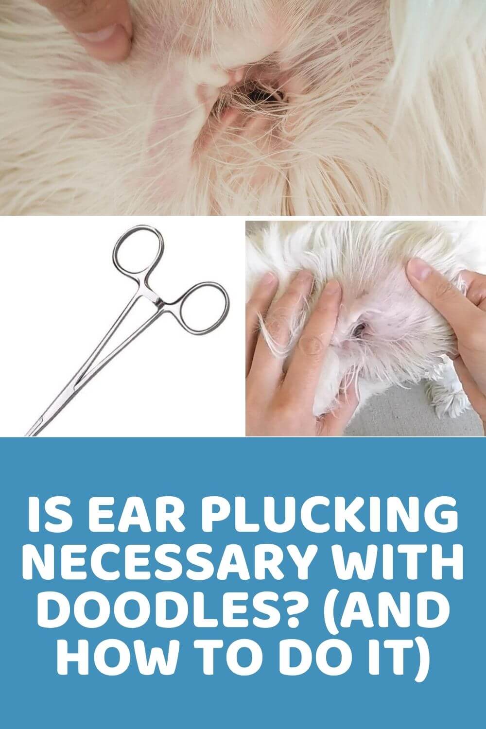 Is Dog Ear Plucking Necessary With Doodles? + Ear Plucking Tutorial