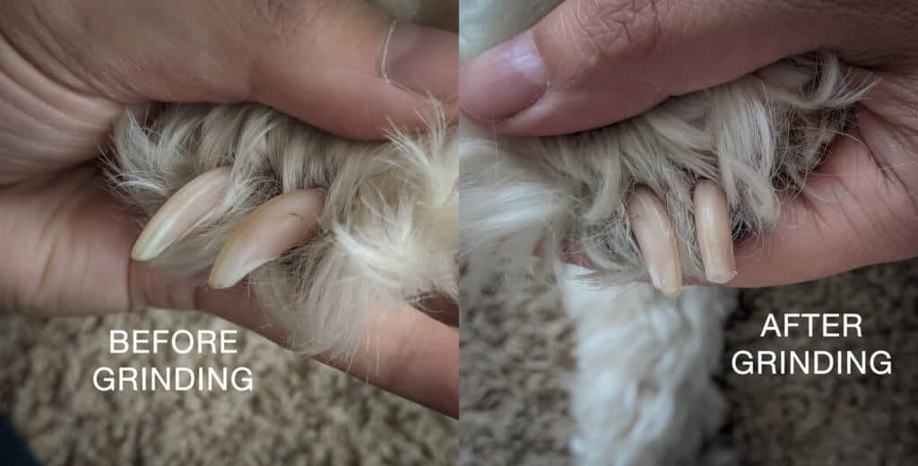 how to grind dog nails