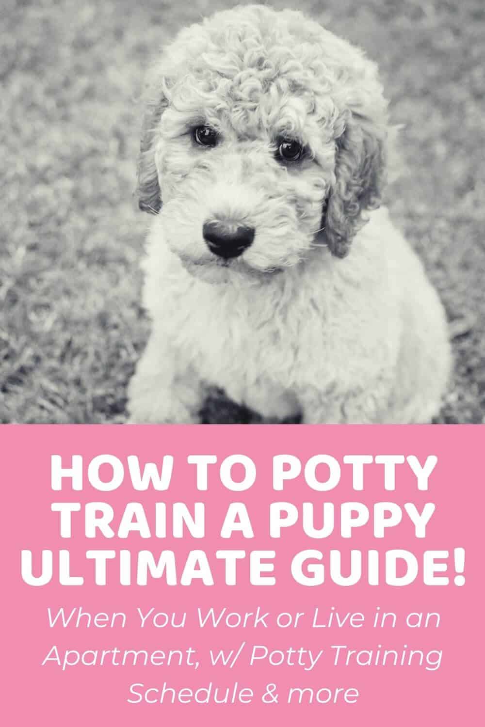 How to Potty Train a Puppy Ultimate Guide With Puppy Potty Training Schedule