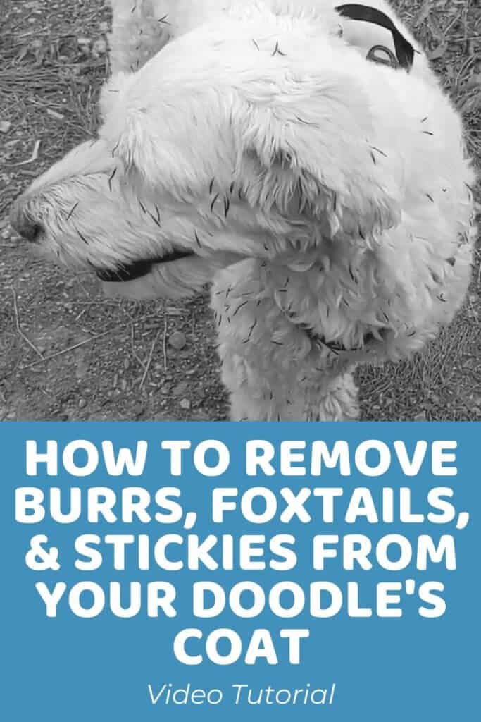 How to Remove Burrs, Foxtails, and Stickies From Your Dog's Coat
