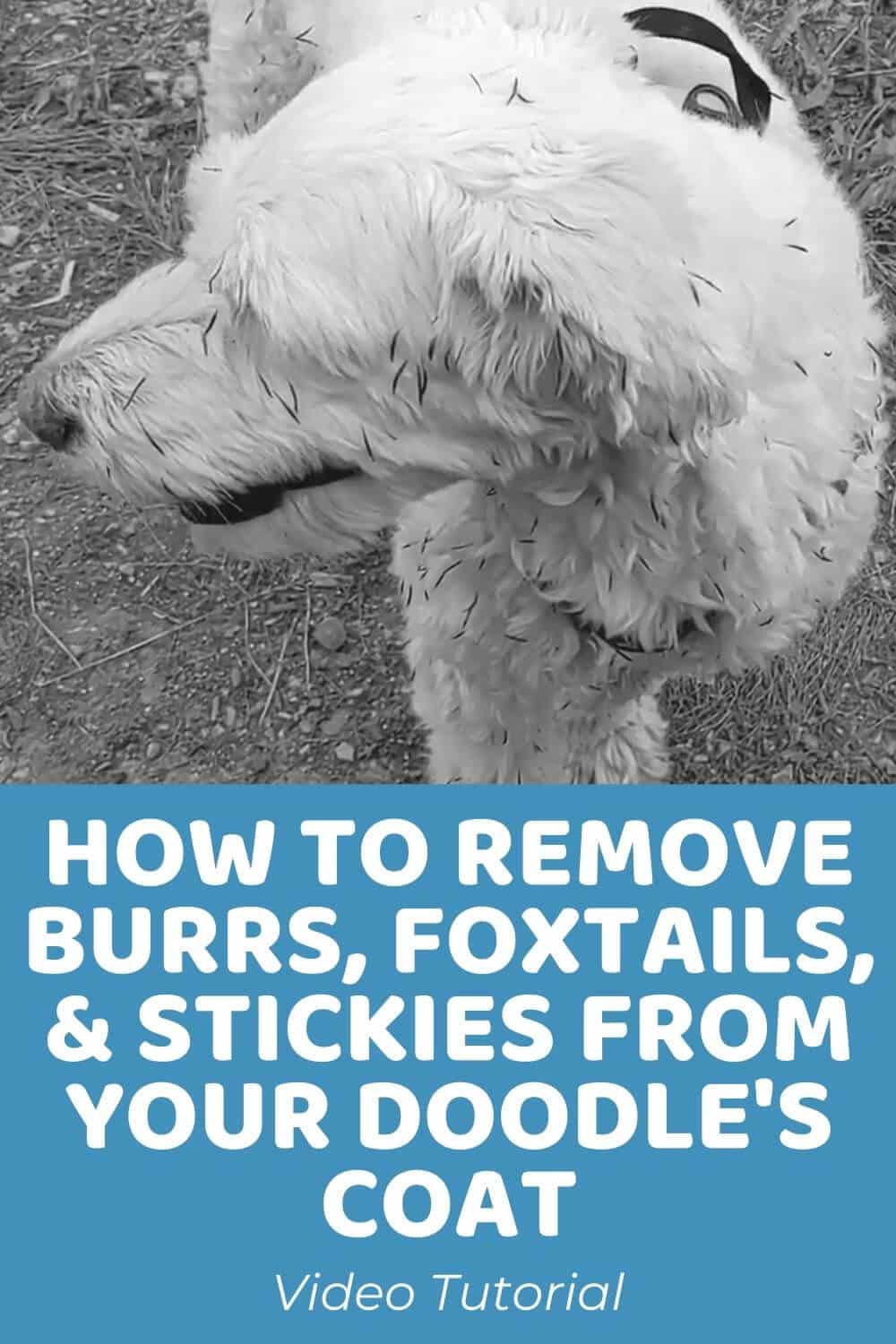 How to Remove Burrs, Foxtails, and Stickies From Your Doodle's Coat - Doodle Doods