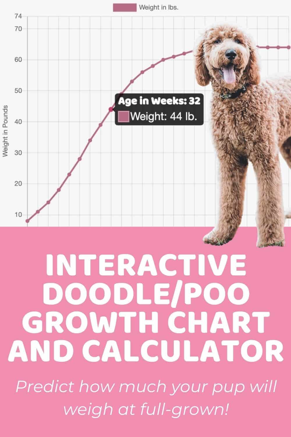 https://doodledoods.com/wp-content/uploads/2020/08/Interactive-Doodle-and-Poo-and-Poodle-Mix-Growth-Chart-and-Calculator.jpg