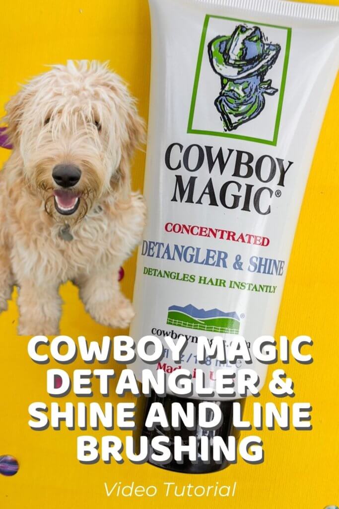 Cowboy Magic Detangler & Shine and Line Brushing Video Tutorial Demo on a Goldendoodle