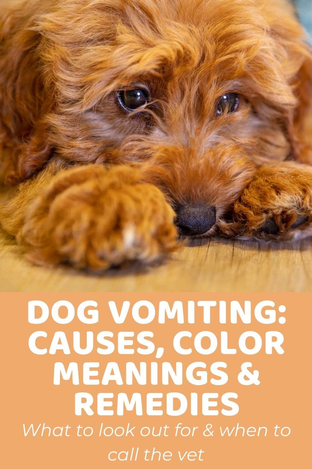 Dog Vomiting Causes, Color Meanings, and Remedies