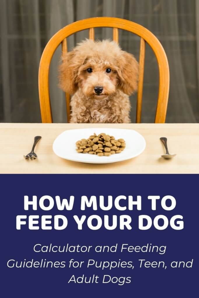 How Much Should I Feed My Dog_ Calculator and Feeding Guidelines
