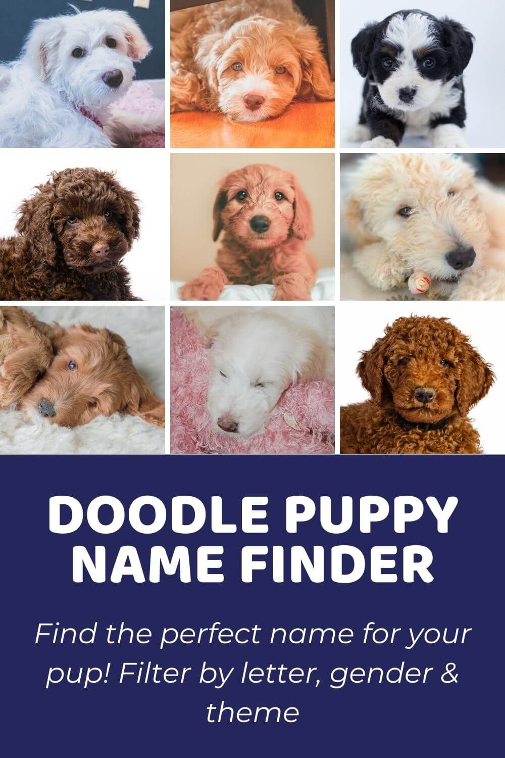 Doodle Puppy Names Finder
