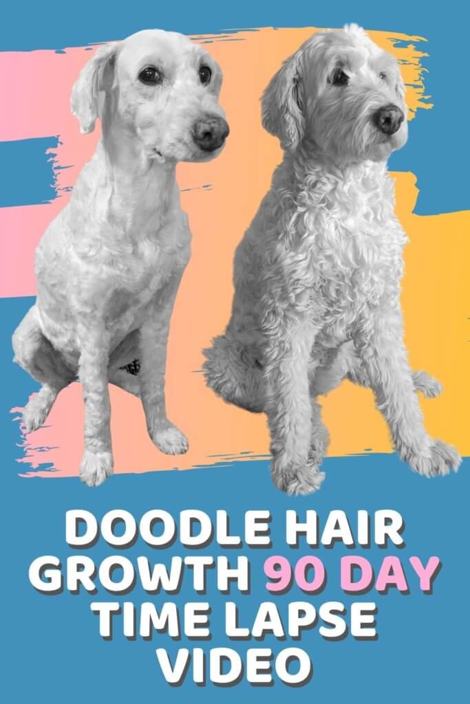 Goldendoodle Hair Growth 90 Day Time Lapse Video (1)