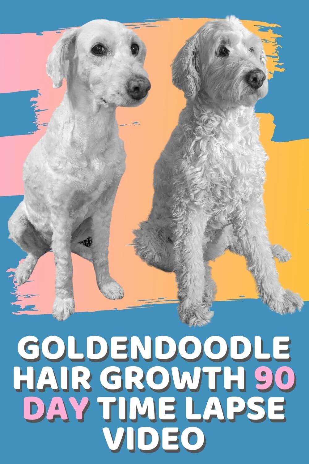 Video: Goldendoodle Hair Growth Time Lapse Over 90 Days - Doodle Doods