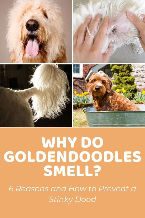 Why Do Goldendoodles Smell? 6 Reasons and How to Prevent Stinkiness