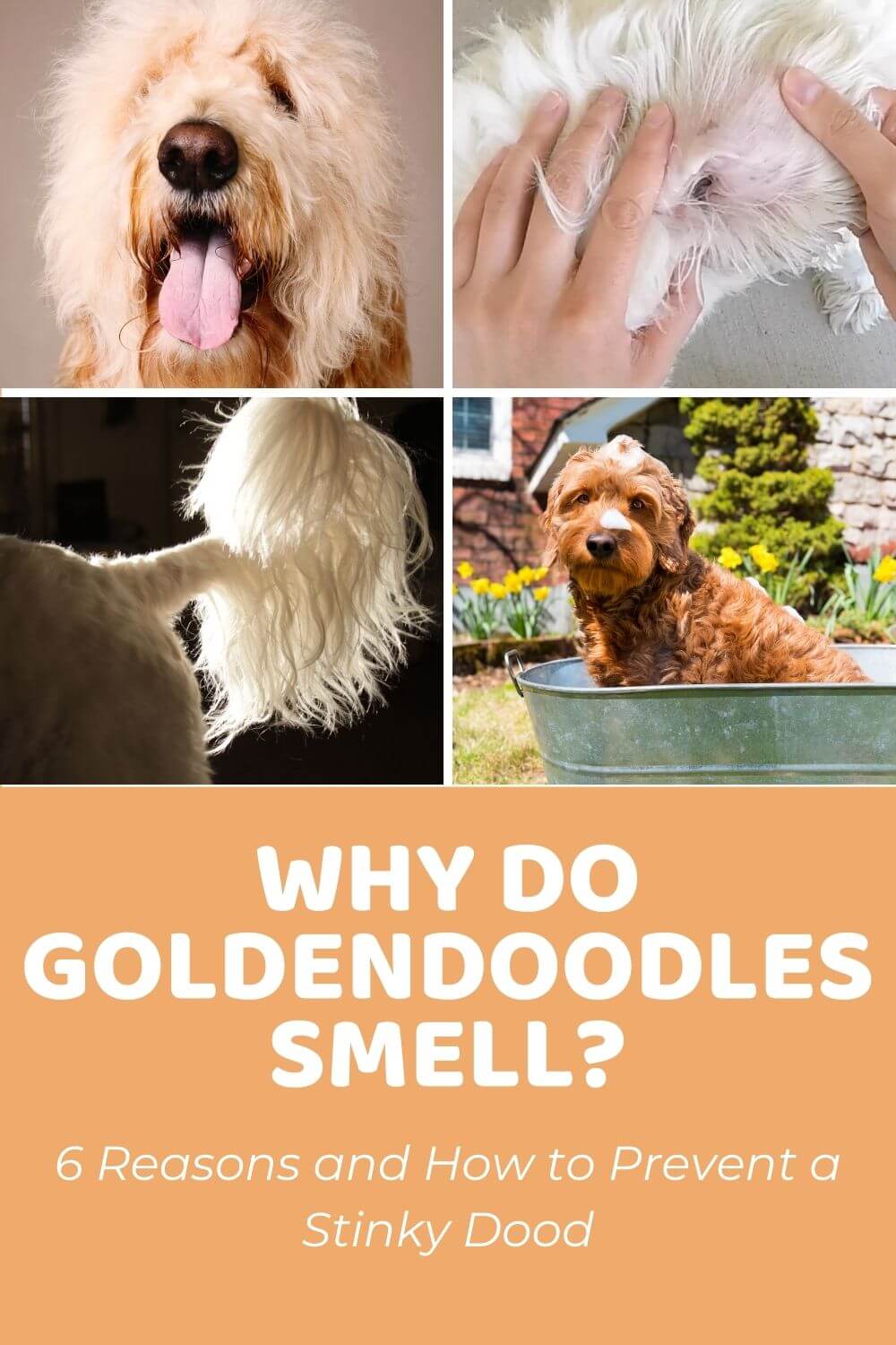 Why-Do-Goldendoodles-Smell_-Causes-and-Prevention