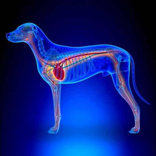 is grain-free good for dogs - dcm and taurine deficiency link