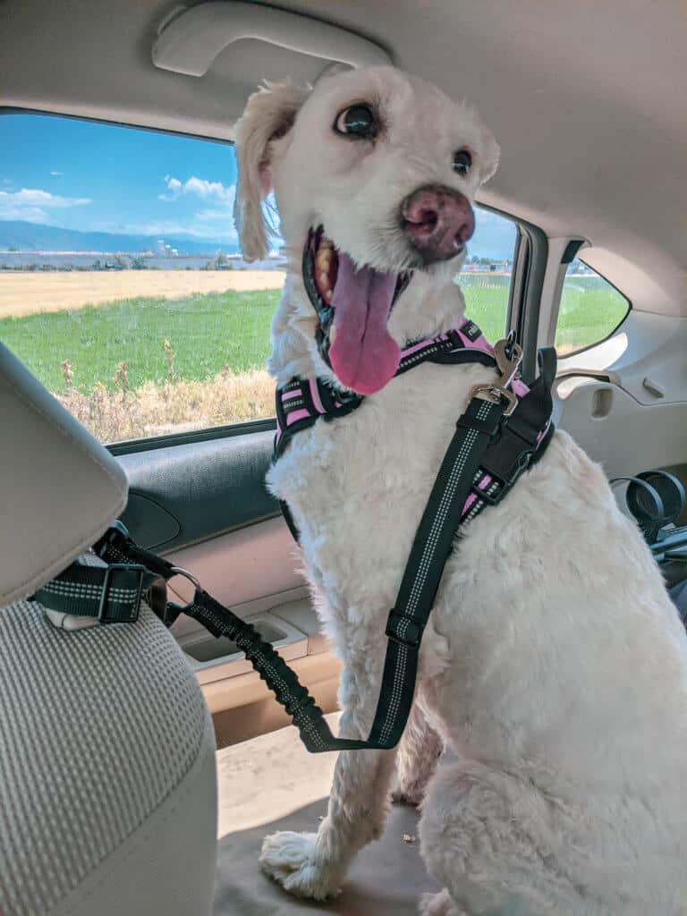 dog wearing car harness and seat belt
