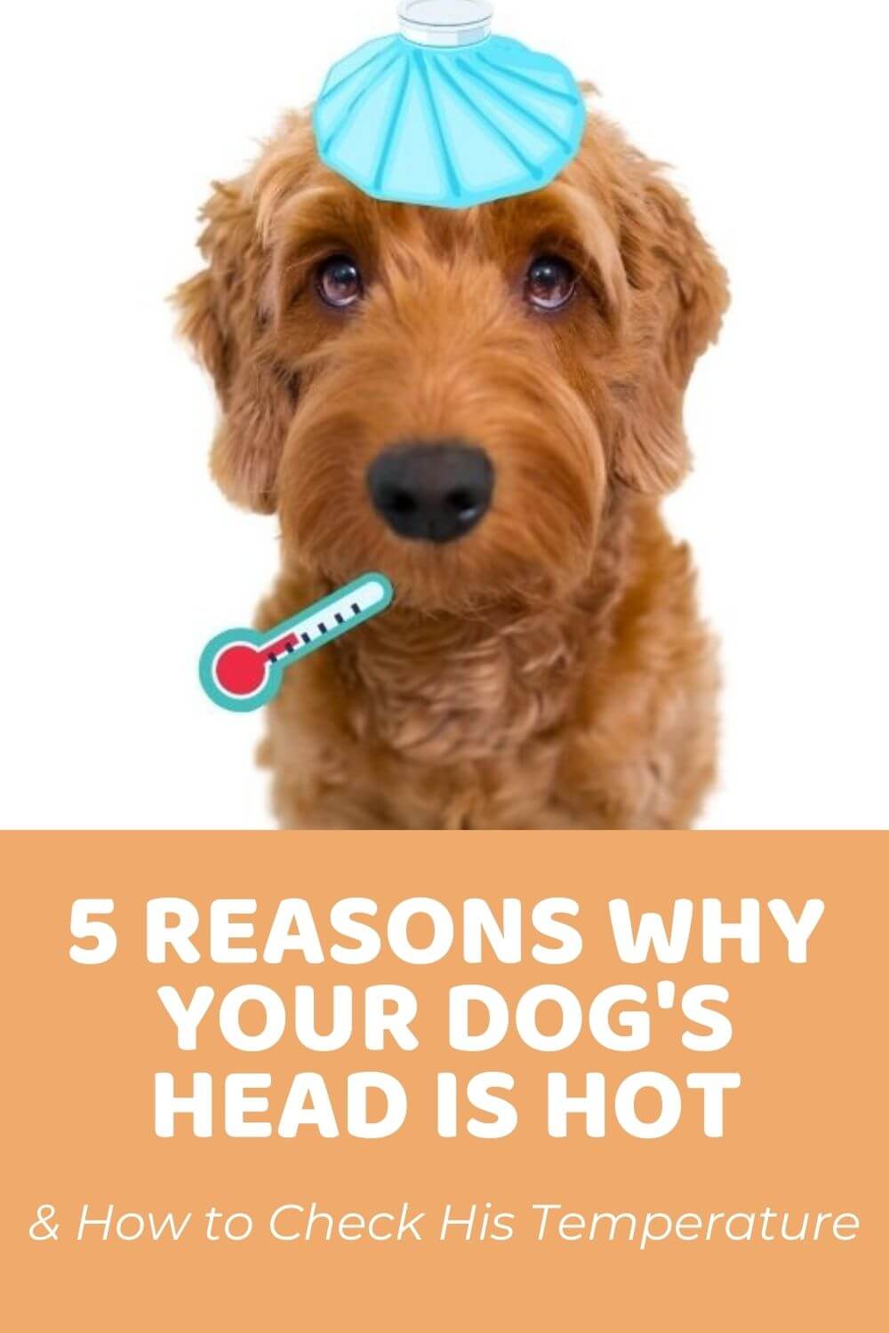 5 Reasons Why Your Dog's Head Is Hot and How to Check Your Dog's Temperature