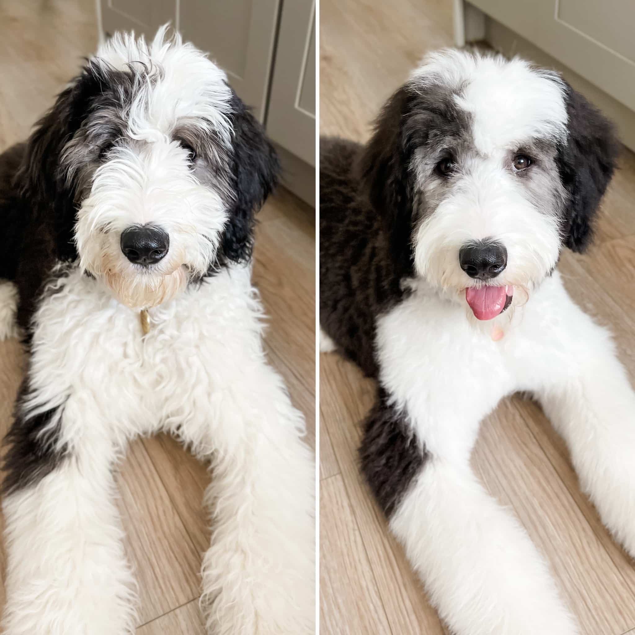 Sheepadoodle Before After Haircut