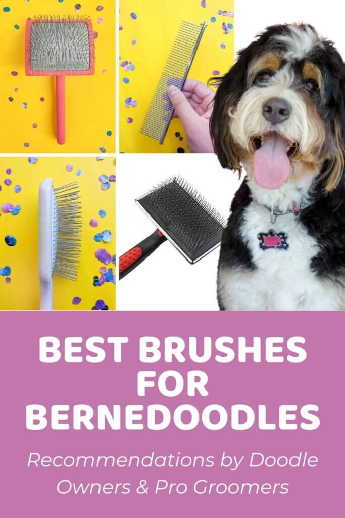 Best Brush for Bernedoodles_ Recommendations by Doodle Owners & Pro Groomers