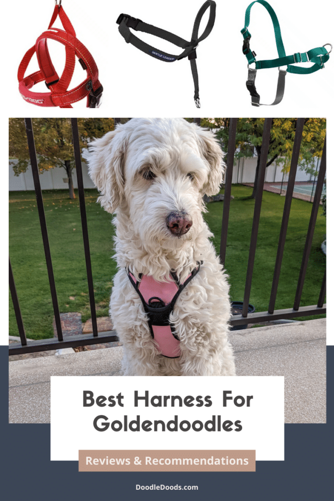 Best Harness For Goldendoodles