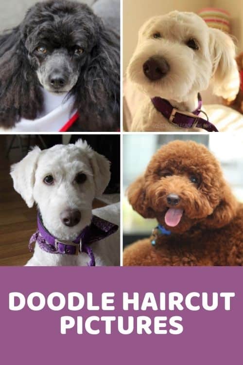 Doodle Haircuts Huge Collection of Pictures for #Inspo! (Part 1)